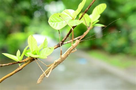 香椿樹幹|香椿｜亞泥生態園區官方網站植物生態－花蓮生態復